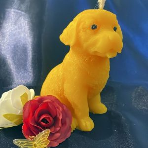 Hund Golden Retriever Welpe [008]